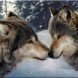 Avatar de Wolf